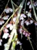 滝桜