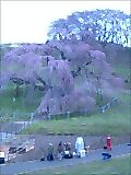 滝桜