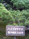 樹齢