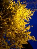 夜桜