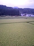 田んぼ