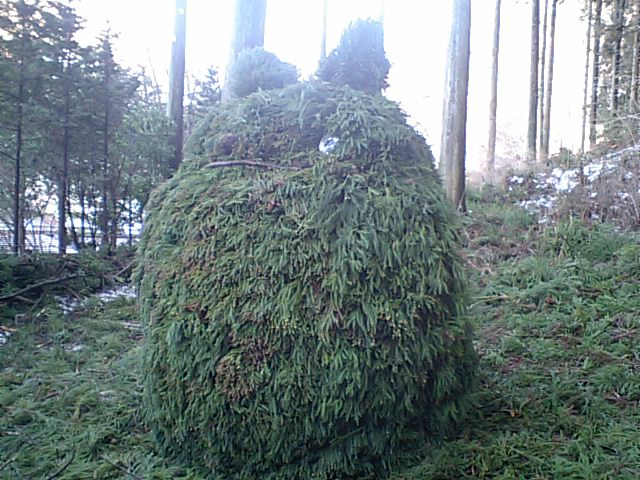 裏山の