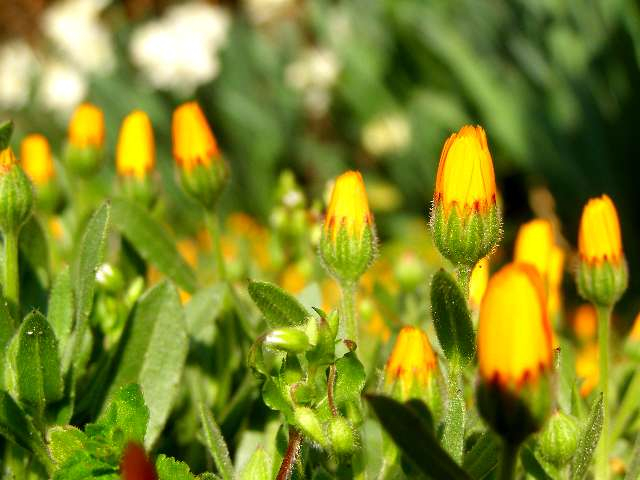 2009041002