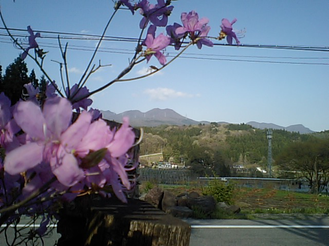 つつじと