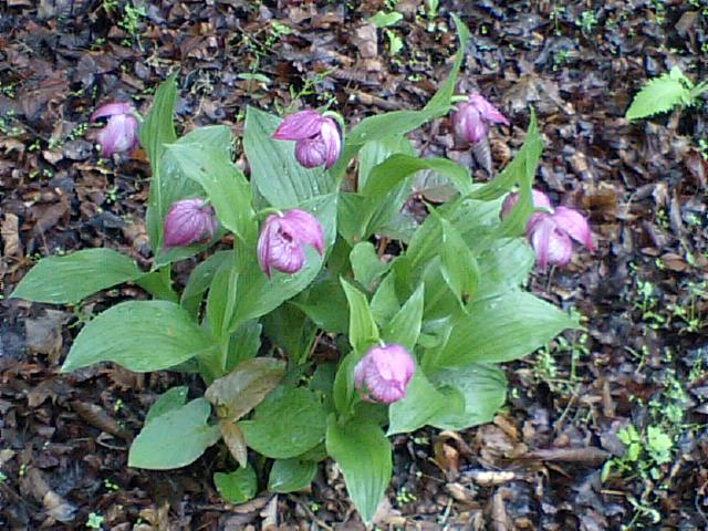 あつもり草