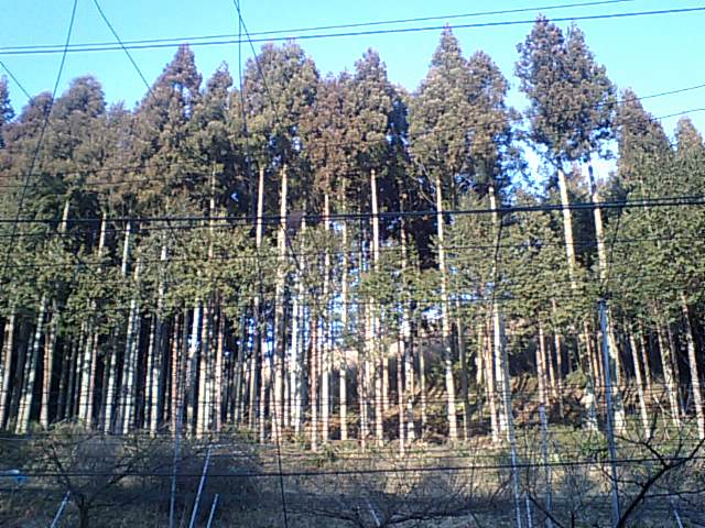 木こり