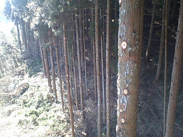 杉