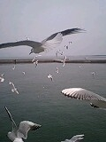 カモメの