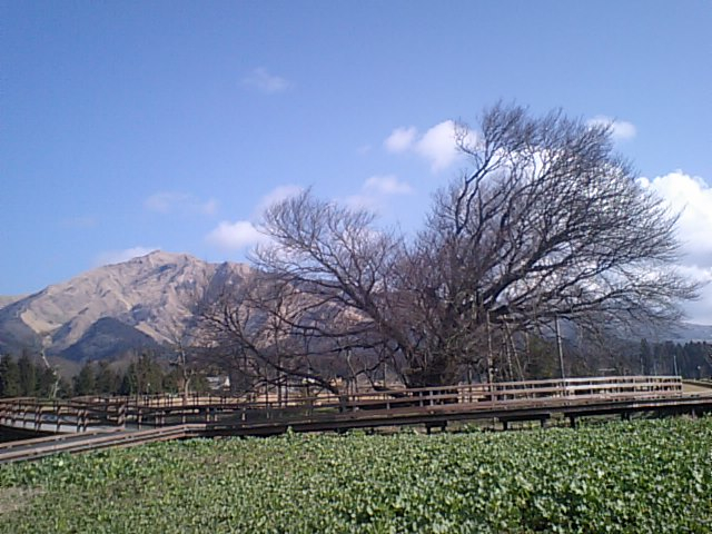 阿蘇