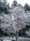 雪の華