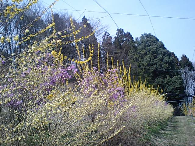 富久樹園