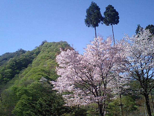 新緑