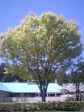 風