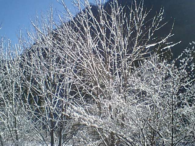 雪の華