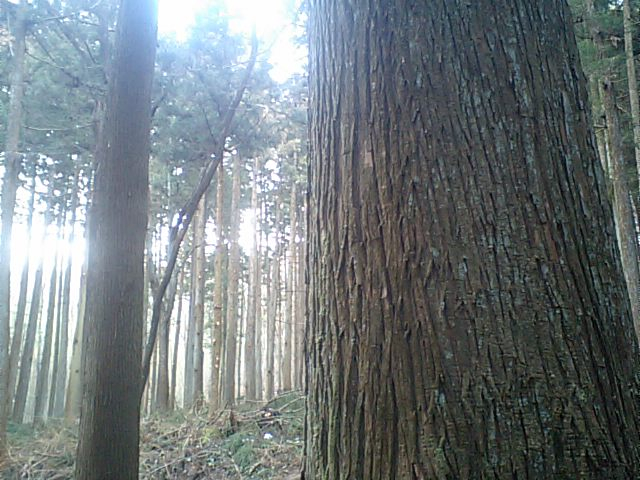 枝うち