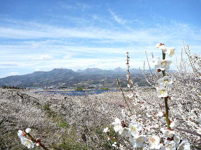 20110323