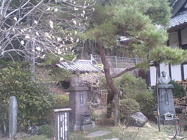 東善寺の白木蓮
