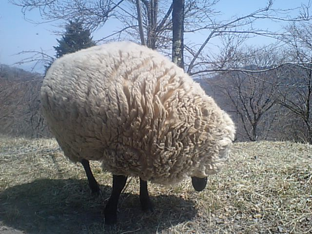 わらび平