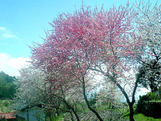20110425