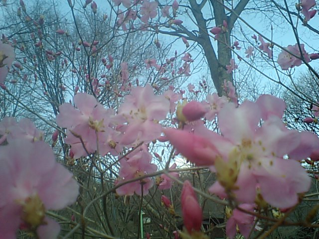 アカヤシオ開花