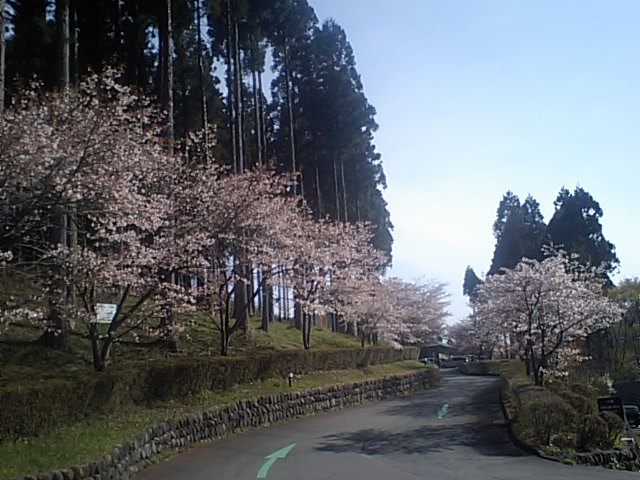 桜