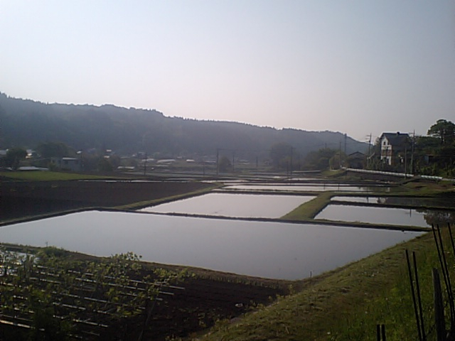 田植え