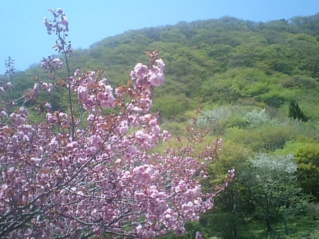 八重桜と新緑