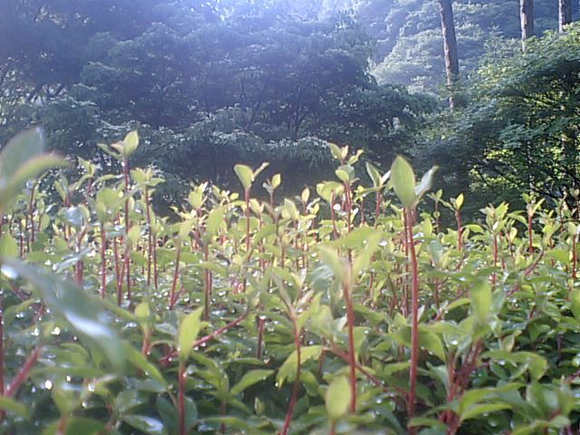 伸びる若葉