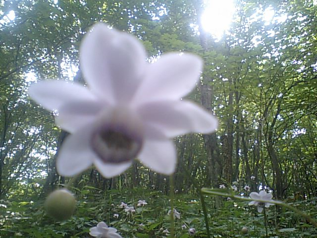 鼻曲山の