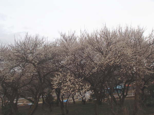 20160310002