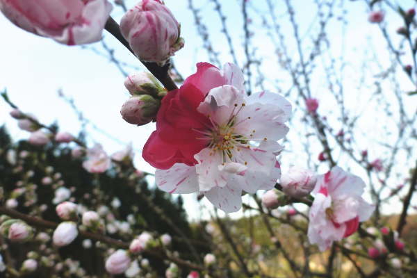 20160408002