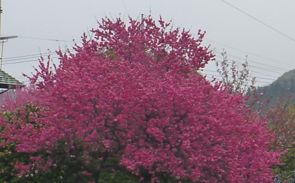 20160421002