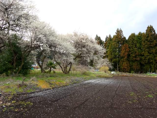 20170409003